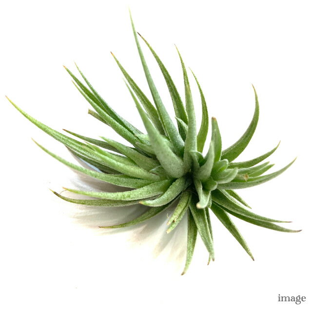 チランジア ロリアセア (エアープランツ ティランジア 観葉植物 おしゃれ 壁掛け インテリア ミニ 小型 吊り下げ 室内 loliacea)
