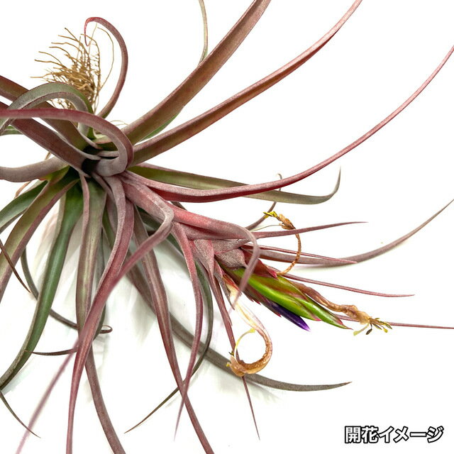 (現品) チランジア クンツィアナ (No.21452) (エアープランツ ティランジア 観葉植物 おしゃれ 壁掛け インテリア ミニ 小型 吊り下げ 室内 kuntziana)