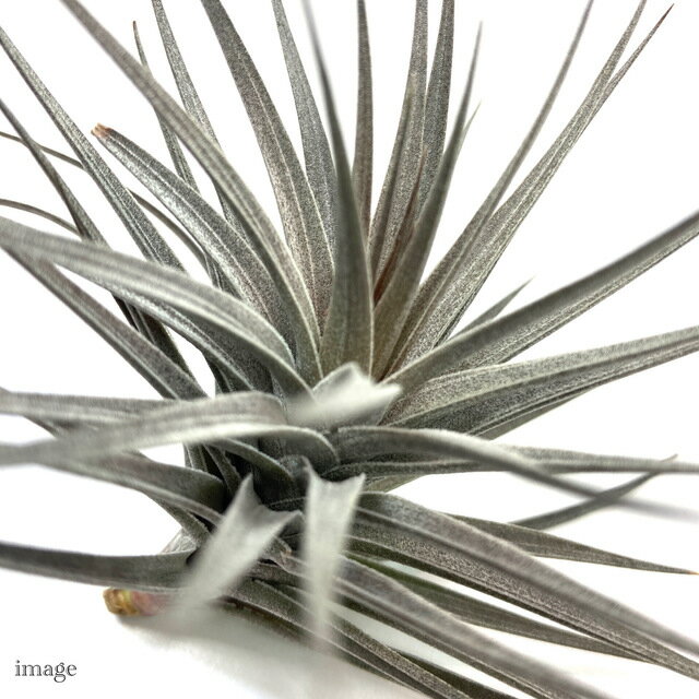 ����󥸥� �������ȥ� '�˥���' M size (�������ץ��� �ƥ���󥸥� ���տ�ʪ ������� �ɳݤ� ����ƥꥢ �ߥ� ���� �ߤ겼�� ���� �ߥ˥ѡ��ץ� aeranthos 'Nigra')