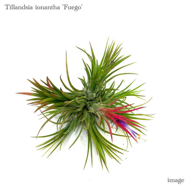 󥸥 ʥ 'ե'  M size (ץ ƥ󥸥 տʪ  ɳݤ ƥꥢ ߥ  ߤ겼  ե ionantha 'Fuego')