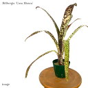 ビルベルギア 'カサブランカ' 4寸 (観葉植物 おしゃれ 壁掛け インテリア ミニ 小型 大型 吊り下げ 室内 タンクブロメリア カランバ × アフターグロー Billbergia 'Casa Blanca' Caramba × Afterglow)