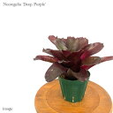 lIQA 'fB[vp[v' 4 (ϗtA  Ǌ| CeA ~j ^ ^ ݂艺  ^NuA Neoregelia 'Deep Purple')