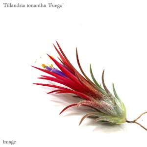 󥸥 ʥ 'ե' (ץ ƥ󥸥 տʪ  ɳݤ ƥꥢ ߥ  ߤ겼  ե ionantha 'Fuego')