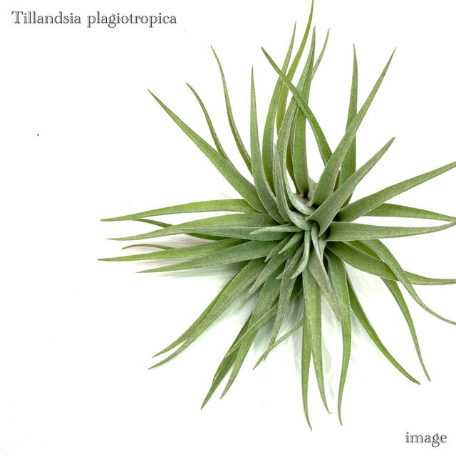 チランジア プラギオトロピカ (エアープランツ ティランジア 観葉植物 おしゃれ 壁掛け インテリア ミ..