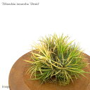 `WA CIi^ 'hCh' Nv (GA[vc eBWA ϗtA  Ǌ| CeA ~j ^ ݂艺   ionantha 'Druid')