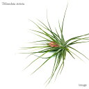 チランジア ストリクタ (エアープランツ ティランジア 観葉植物 おしゃれ 壁掛け インテリア ミニ 小型 吊り下げ 室内 stricta)