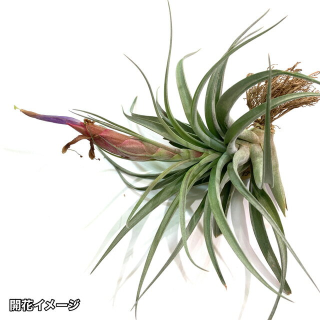 (現品) チランジア xコレアレイ (No.21372) (エアープランツ ティランジア 観葉植物 おしゃれ 壁掛け ..
