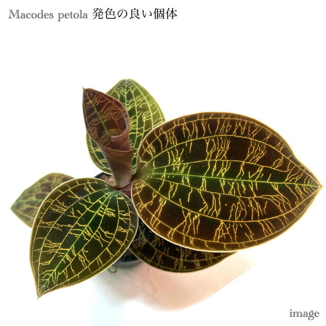 マコデス ペトラ 発色の良い個体 (ジュエルオーキッド 宝石蘭 観葉植物 熱帯植物 ビバリウム テラリウム パルダリウム おしゃれ インテリア 室内 ミニ 小型 Macodes petola)