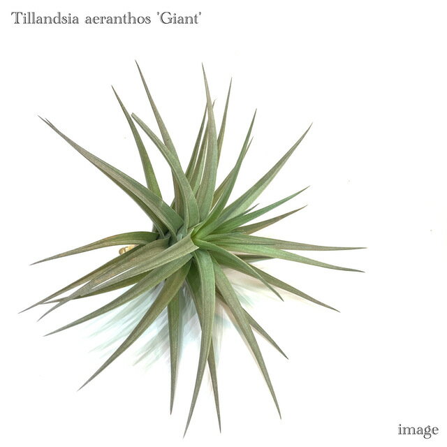チランジア アエラントス 'ジャイアント' (エアープランツ ティランジア 観葉植物 おしゃれ 壁掛け インテリア ミニ 小型 吊り下げ 室内 aeranthos 'Giant')のサムネイル