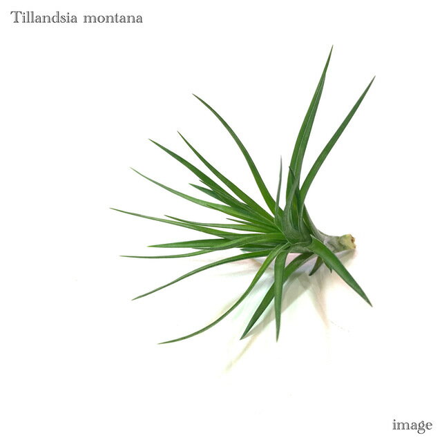 詳細情報 商品 チランジア モンタナ (エアープランツ ティランジア 観葉植物 おしゃれ 壁掛け インテリア ミニ 小型 吊り下げ 室内 montana) 1株 タイプ 緑葉種 学名 Tillandsia montana 科名 ブロメリア科...