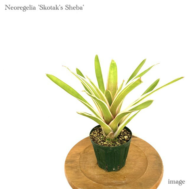 Pothos - ネオレゲリア 'スコタックズシェバ' 4寸 (観葉植物 おしゃれ 壁掛け インテリア ミニ 小型 大型 吊り下げ 室内 タンクブロメリア Neoregelia 'Skotak's Sheba')