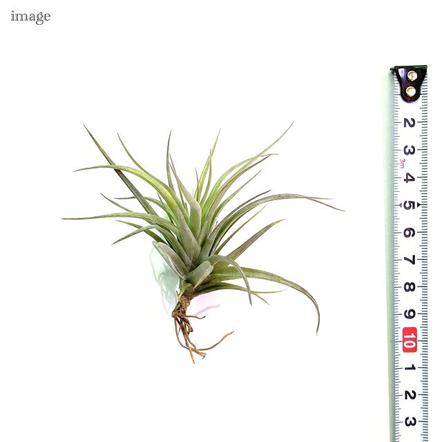 チランジア エクステンサ (エアープランツ ティランジア 観葉植物 おしゃれ 壁掛け...