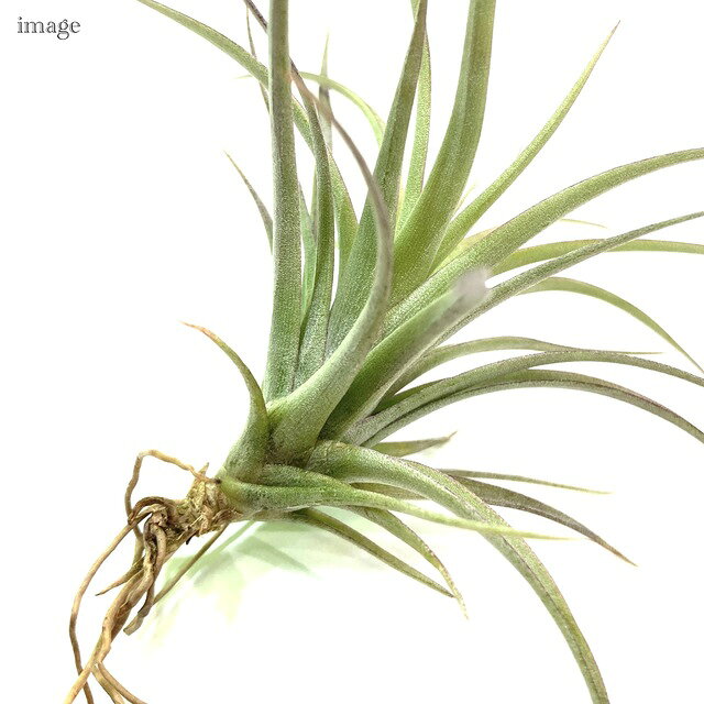 チランジア エクステンサ (エアープランツ ティランジア 観葉植物 おしゃれ 壁掛け...