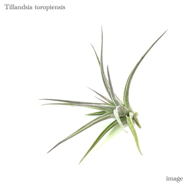 詳細情報 商品 チランジア トロピエンシス (エアープランツ ティランジア 観葉植物 おしゃれ 壁掛け インテリア ミニ 小型 吊り下げ 室内 toropiensis) 1株 学名 Tillandsia toropiensis 科名 ブロメ...
