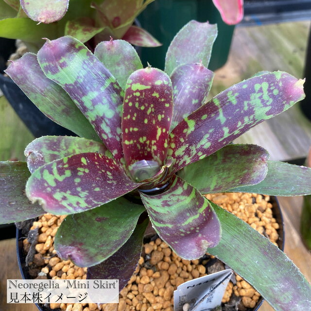 (現品) ネオレゲリア 'ミニスカート' (No.62238) (観葉植物 おしゃれ 壁掛け インテリア ミニ 小型 吊り下げ 室内 タンクブロメリア Neoregelia 'Mini Skirt')