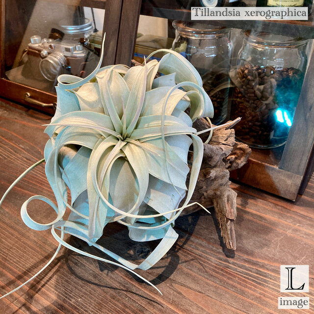 チランジアキセログラフィカLsize