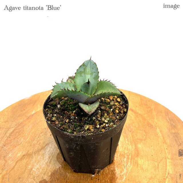 アガベ チタノタ 'ブルー' 3寸 実生苗 (観葉植物 おしゃれ インテリア 吊り下げ 壁掛け ミニ 小型 大型 多肉植物 Agave titanota 'Blue' seedling)