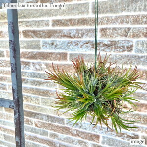 󥸥 ʥ 'ե' ץܡ (ץ ƥ󥸥 տʪ  ɳݤ ƥꥢ ߥ  ߤ겼  ե ionantha 'Fuego')