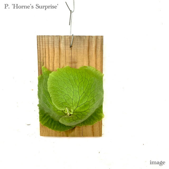 コウモリラン 'ホーンズサプライズ' 板付(小) メリクロン苗 (ビカクシダ プラティセリウム 観葉植物 おしゃれ インテリア 吊り下げ 壁掛け ミニ 小型 大型 室内 マダガスカリエンセ × アルシコルネ アフリカ 'Horne's Surprise' madagascariense × alcicorne africa)のサムネイル