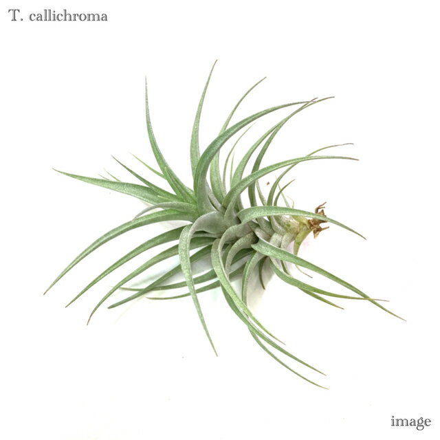 チランジア カリクロマ (エアープランツ ティランジア 観葉植物 おしゃれ 壁掛け インテリア ミニ 小型 大型 吊り下げ 室内 callichroma)