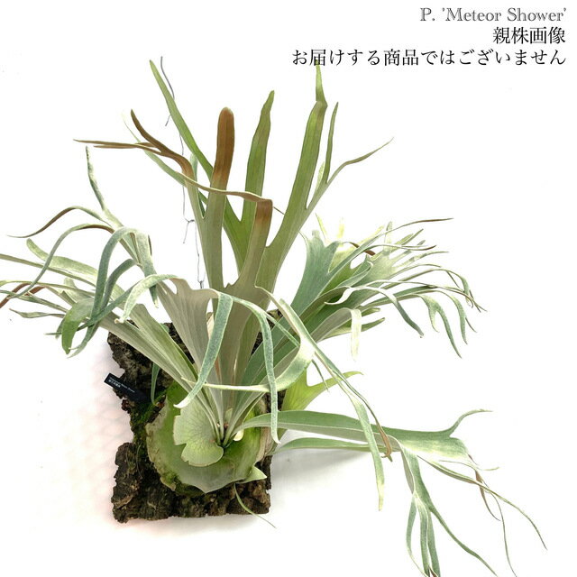 (現品) ビカクシダ 'メテオシャワー' (pup) (No.41175) (コウモリラン 観葉植物 おしゃれ インテリア 吊り下げ 壁掛け ミニ 小型 大型 室内 Platycerium 'Meteor Shower')