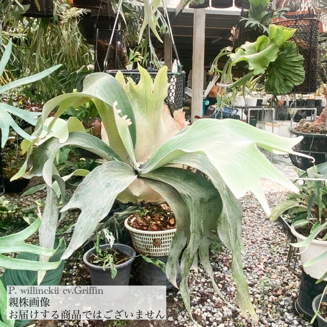 ビカクシダウィリンキー'グリフィン'