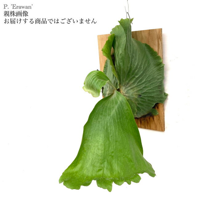 (現品) ビカクシダ 'エラワン' (pup) (No.40867) (コウモリラン 観葉植物 おしゃれ インテリア 吊り下げ 壁掛け ミニ 小型 大型 室内 エレファントティス × マダガスカリエンセ Platycerium 'Erawan' elephantotis × madagascariense)