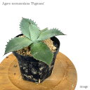 AKx V[}jAi 'sO}GA' 5 c (ϗtA  CeA ݂艺 Ǌ| ~j ^ ^ A Agave seemanniana 'Pygmaea' seedling)