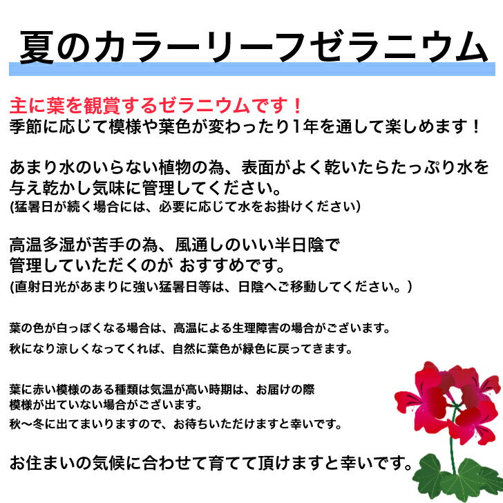 【ゼラニウム　苗】カラーリーフゼラニウム　ニューオレンジ　ミセスキルター　天竺葵　　ガーデニング　花壇　葉　紅葉