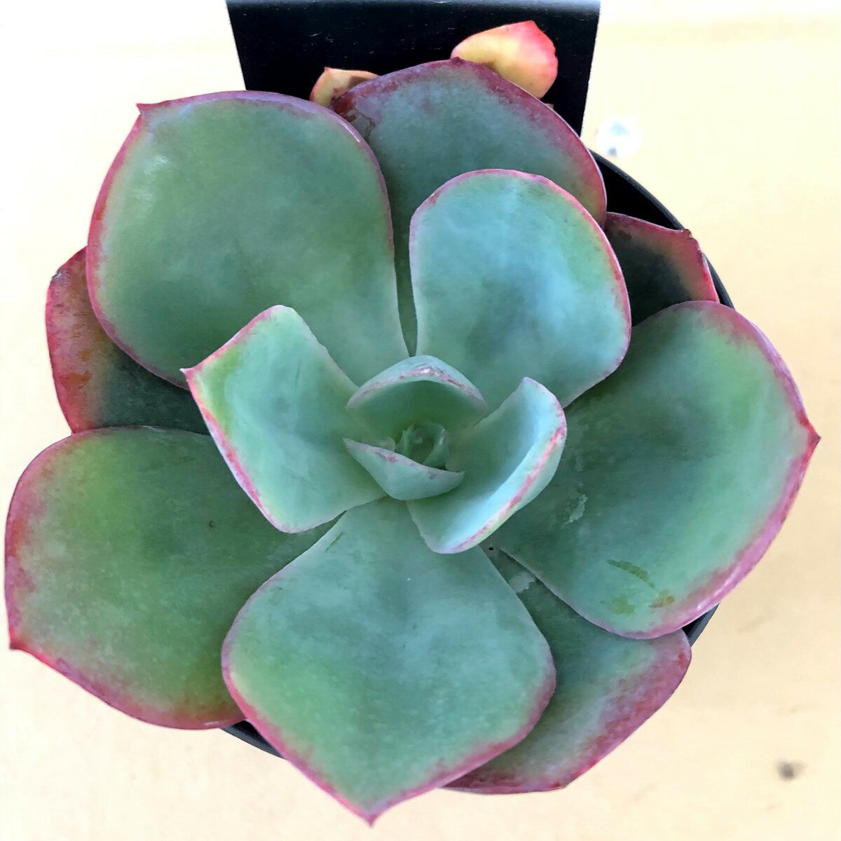 【多肉植物】　パウダーブルー　エケベリア属　観葉植物　　　　ギフト　希少品種のサムネイル