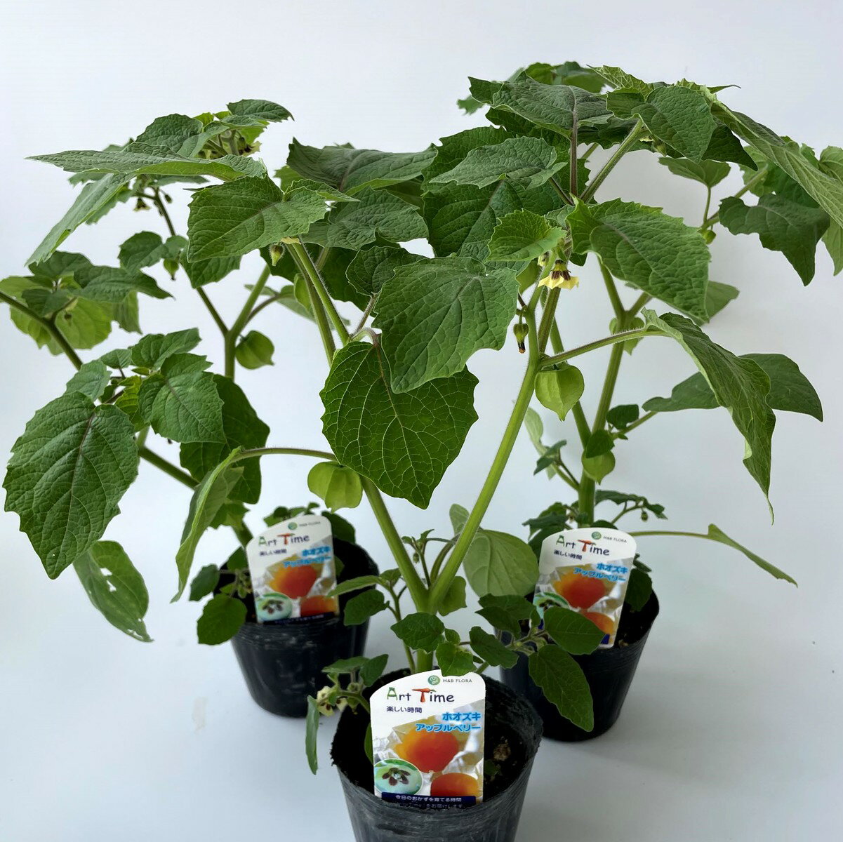 食用ホオズキ　アップルベリー　3ポットセット　自家栽培　送料無料
