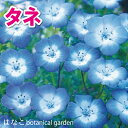 商品情報商品名ネモフィラ　インシングニス　ブルー播種時期9~11月寒冷地は3〜4月の春播きでもOKです。種は小さい為、上から水をあげると流れてしまうことがあります。ポットに植えた場合は、受け皿を敷いて水を入れ、底から吸水させるのがおすすめです。草丈/樹高10~20cm耐寒性やや弱い発芽率約80%注意こちらの商品は種です。保存する際は15℃の一定温度で保存するのが理想的ですが、難しい場合は冷蔵庫などで保存して下さい。(発芽に影響してまいります。)播種後、発芽条件や天候、水の具合で発芽の結果が異なります。播種方法等同封させて頂いておりますので、ご不明な点等がございましたら播種前に、ご連絡をお願い致します。※海外の持ち出し禁止になります。【花のタネ・種】ネモフィラ　インシングニスブルー　(20ml　約7,500粒) 青色が鮮やかなネモフィラ。自治体や学校の花壇、ご自宅のお庭、グラウンドカバーにもおすすめです。 ネモフィラ 細かく切れ込んだ葉が密に茂り　自然に分枝して咲きながら大きくこんもりと成長。 ご自宅のお庭に 澄んだブルーの花が愛らしい 春の花壇やコンテナの寄せ植えなどに利用 【在庫がある場合】1〜3営業日以内に発送1