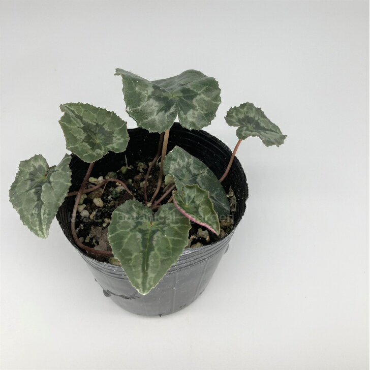 �ڲ֤Υ��͡���۸��亮�����󡡥إǥ�ե���ࡡ��30γ