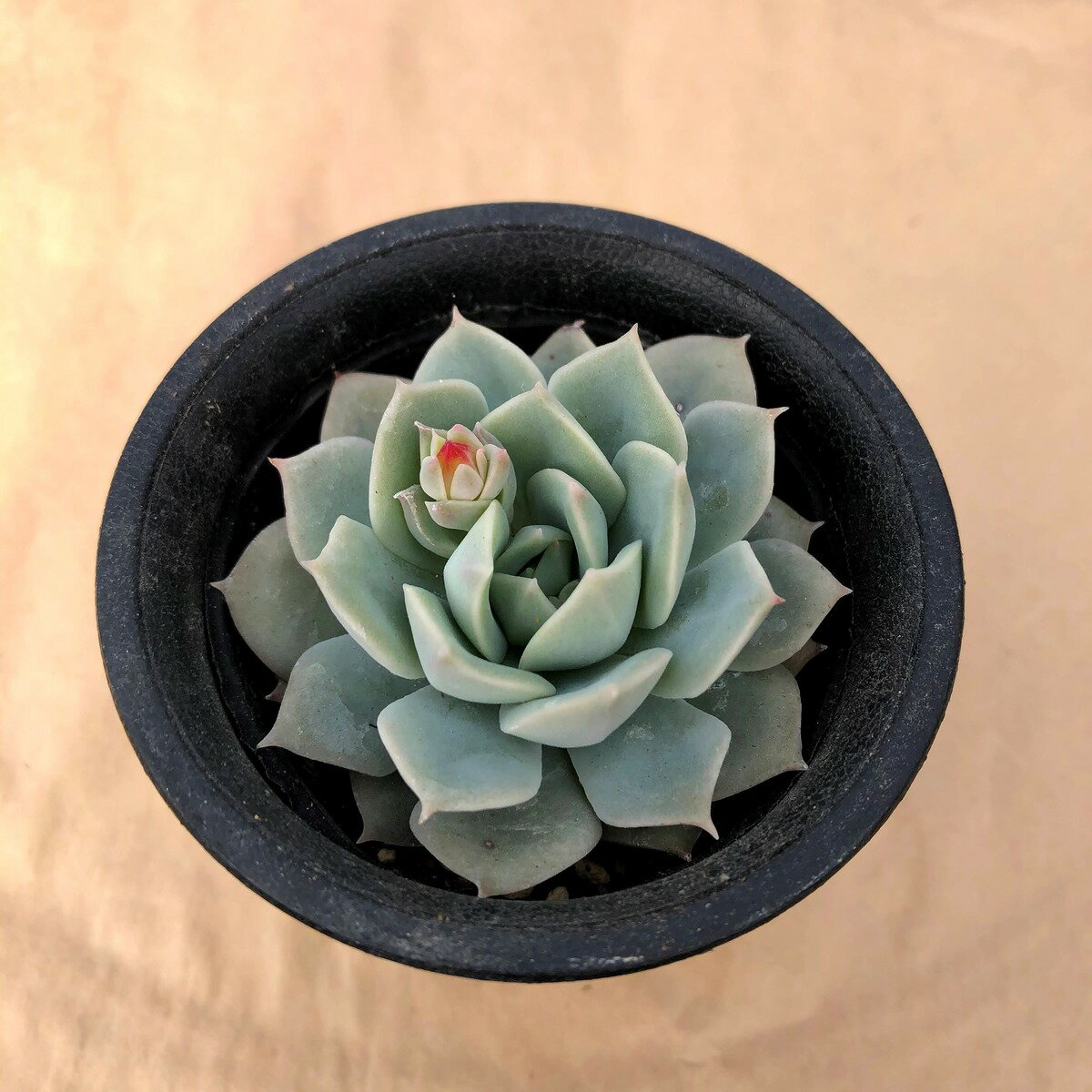 【多肉植物】　ファンクイーン　観葉植物　ギフト　希少品種のサムネイル