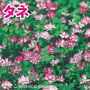 【花のタネ・種】れんげ草　20ml　蓮華草　ガーデニング　緑化　越年草　緑肥　蓮華草