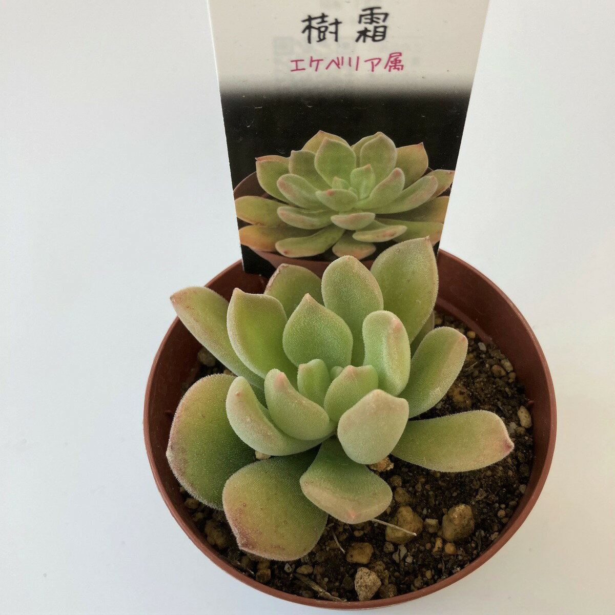 【多肉植物】樹霜　じゅそう　エケベリア属　観葉植物　　ギフト　希少品種　数量限定のサムネイル