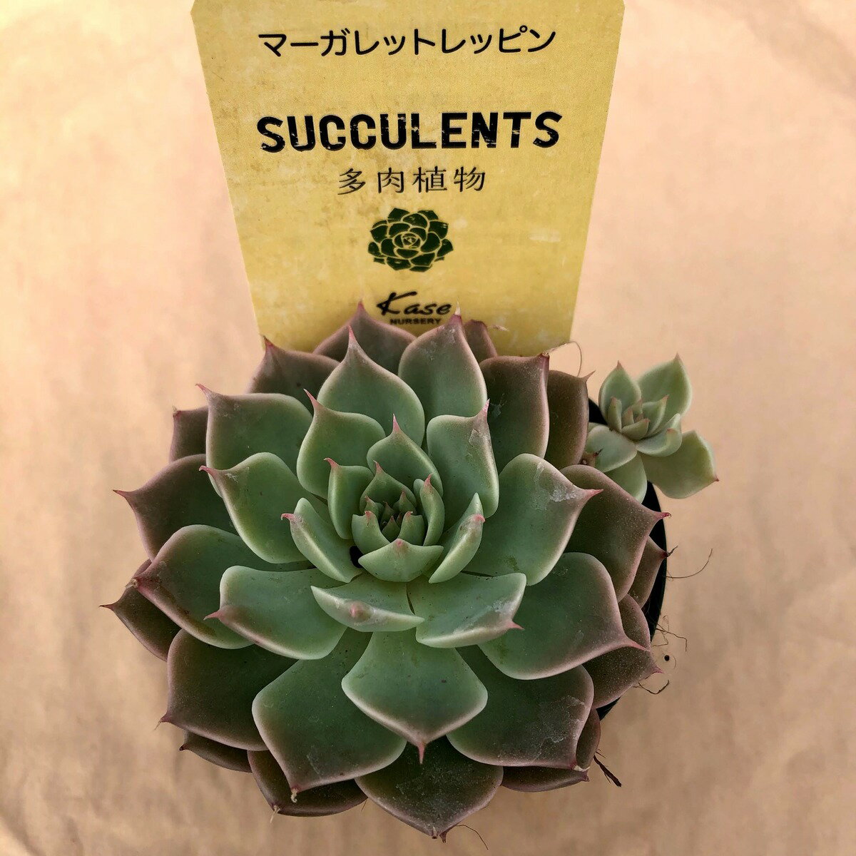 【多肉植物】　マーガレットレッピン　観葉植物　ギフト　希少品種のサムネイル