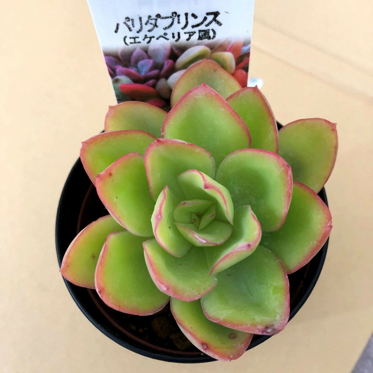 【多肉植物】　パリダプリンス　エケベリア属　観葉植物　　ギフト　希少品種のサムネイル