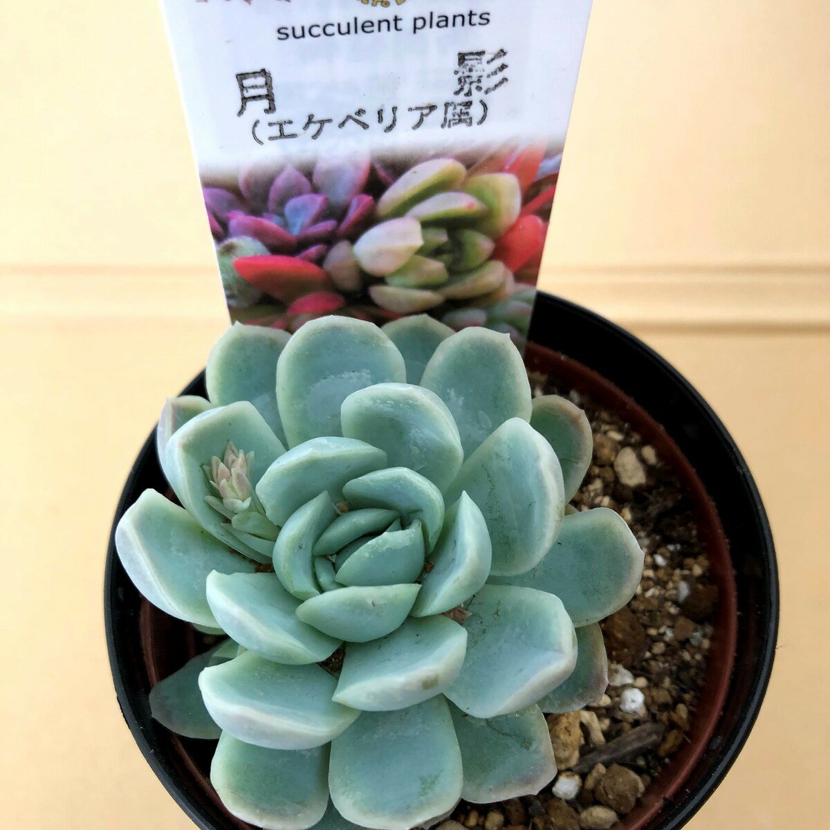 【多肉植物】　月影　エレガンス　エケベリア属　観葉植物　　ギフト　希少品種のサムネイル
