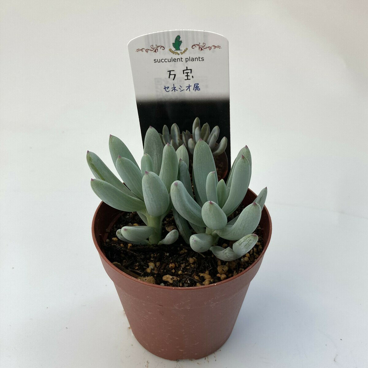 【多肉植物】万宝　ネシオ セルペンス　セネシオ属　観葉植物　　ギフト　希少品種　数量限定のサムネイル