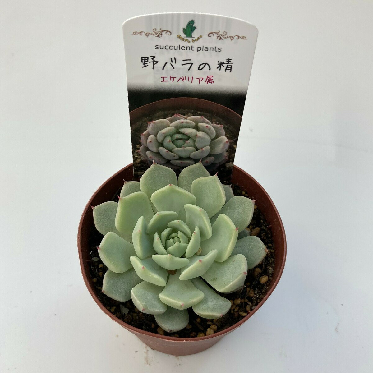 【多肉植物】野バラの精　ザラゴーサ　エケベリア属　観葉植物　　ギフト　希少品種　数量限定のサムネイル