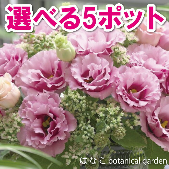 トルコキキョウ　選べる5ポットセット　1ポット3本植え　トルコギキョウ　トルコ桔梗　ユーストマ　ガーデニング　切り花　一年草　当店おすすめ　売れ筋のサムネイル