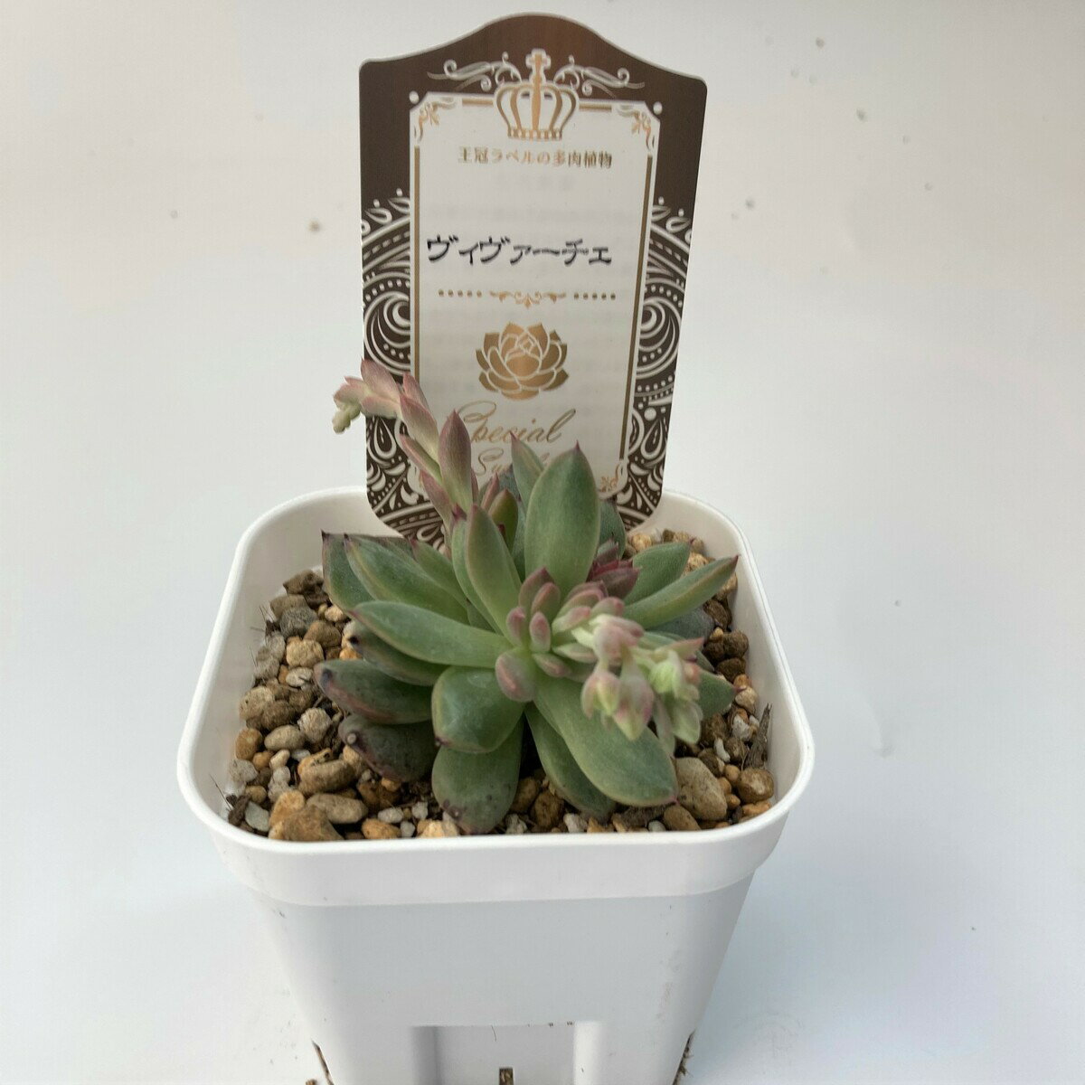 【多肉植物】ヴィヴァーチェ　エケベリア属　観葉植物　　ギフト　希少品種　数量限定のサムネイル