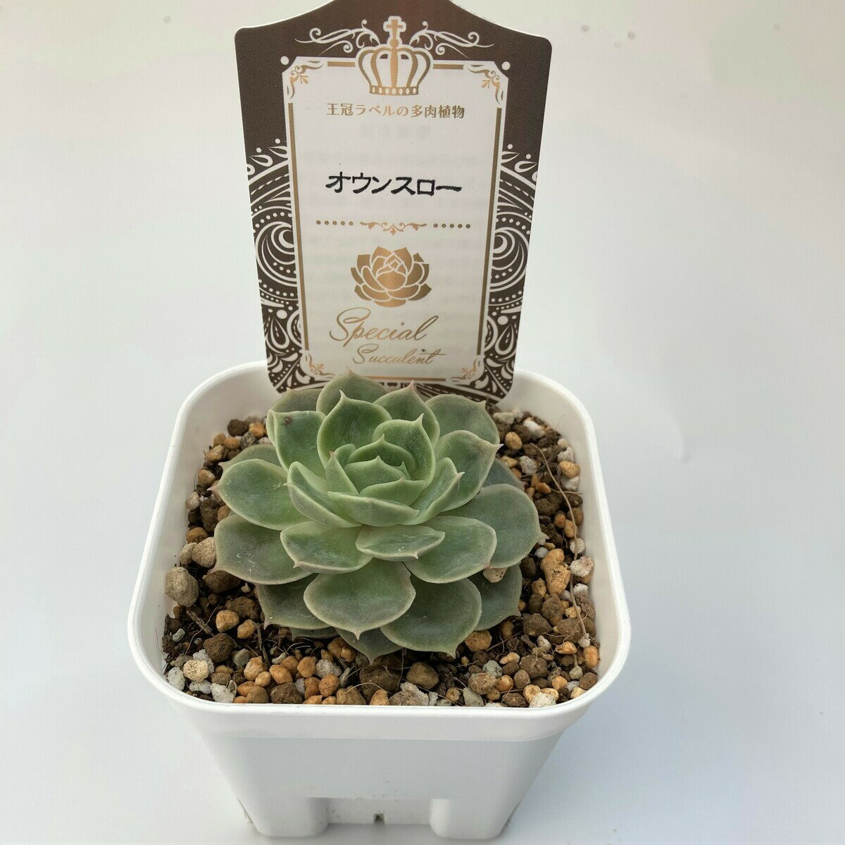 【多肉植物】オウンスロー　エケベリア属　観葉植物　　ギフト　希少品種　数量限定のサムネイル