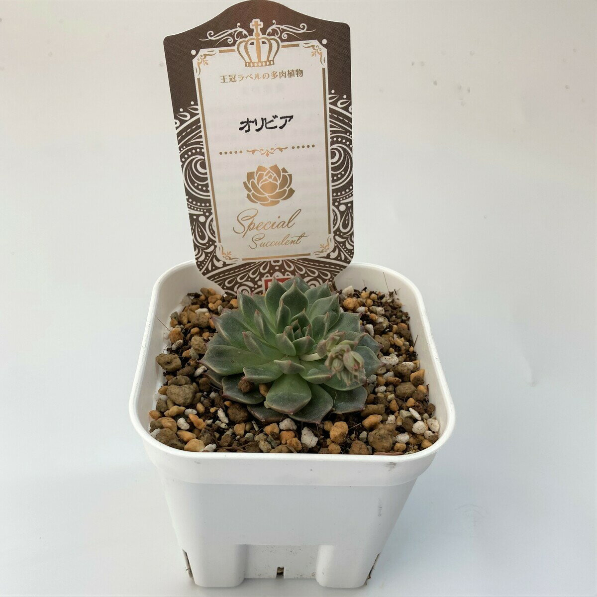 【多肉植物】オリビア　エケベリア属　観葉植物　　ギフト　希少品種　数量限定のサムネイル