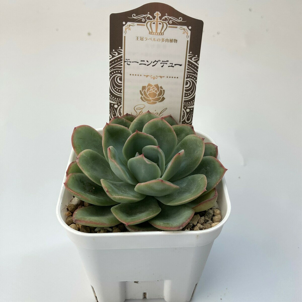 【多肉植物】モーニングデュー　エケベリア属　観葉植物　　ギフト　希少品種　数量限定のサムネイル