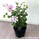 ハーブゼラニウム レモン 3.5号 自家栽培 希少品種 観葉植物 家庭菜園 蚊連草