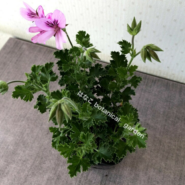 香り豊かなハーブゼラニウム 虫よけ効果 アロマバス 花壇にもおすすめです ハーブゼラニウム ライム 蚊連草 自家栽培 3 5号 家庭菜園 新着 希少品種 観葉植物