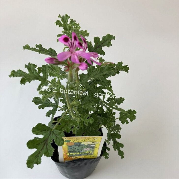香り豊かなハーブゼラニウム 虫よけ効果 アロマバス 花壇にもおすすめです ハーブゼラニウム パイン 希少品種 家庭菜園 自家栽培 80 以上節約 3 5号 蚊連草 観葉植物