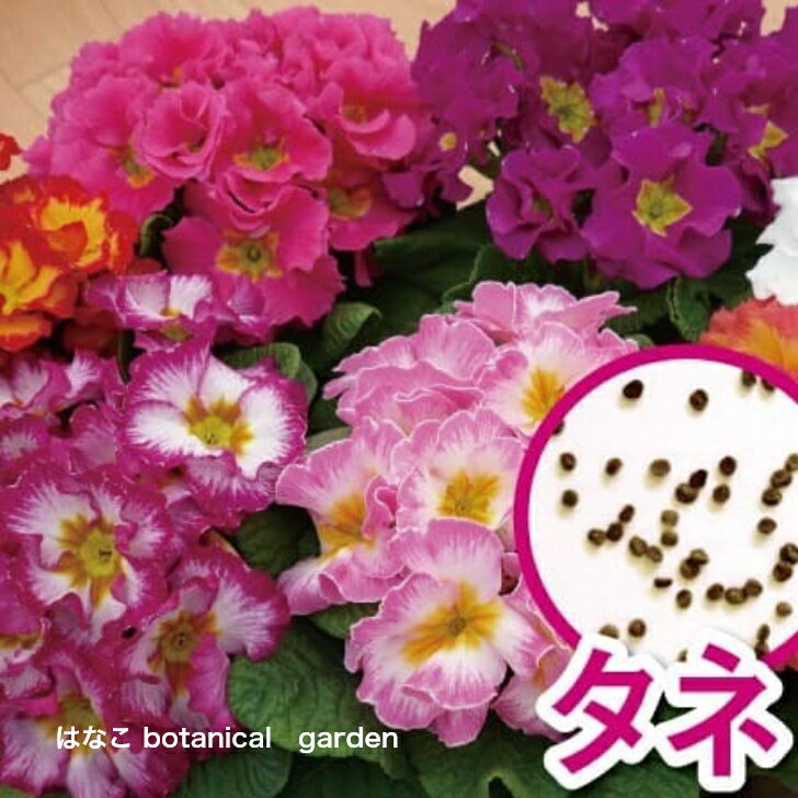【花のタネ】プリムラ　ポリアンサ系　メルローズ　ミックス　 (約50粒）